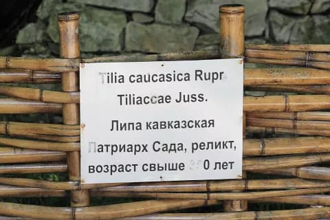 Огромная липа