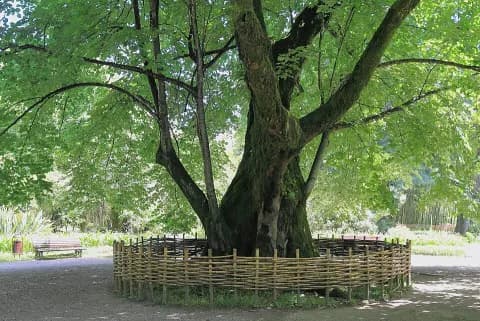 Огромная липа