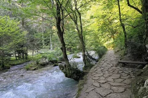 Черепаха